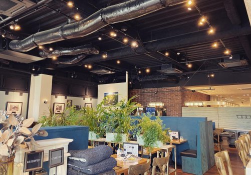 Không gian thư giãn với cây cảnh trong nhà