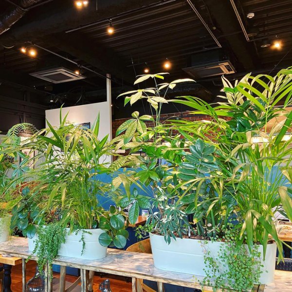 Cây cảnh trong nhà phong cách