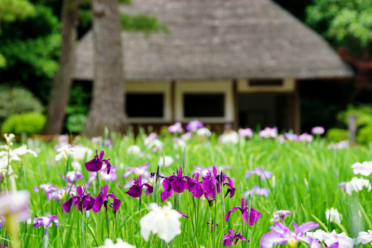 小石川後楽園の花菖蒲